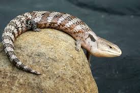 Leoanao Lizard